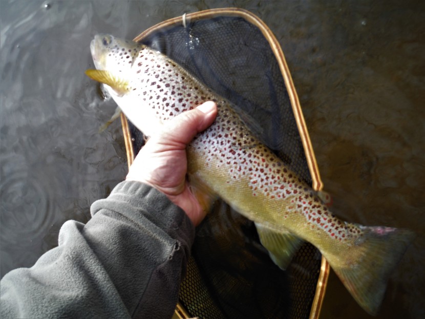 17 inch grannom feeder